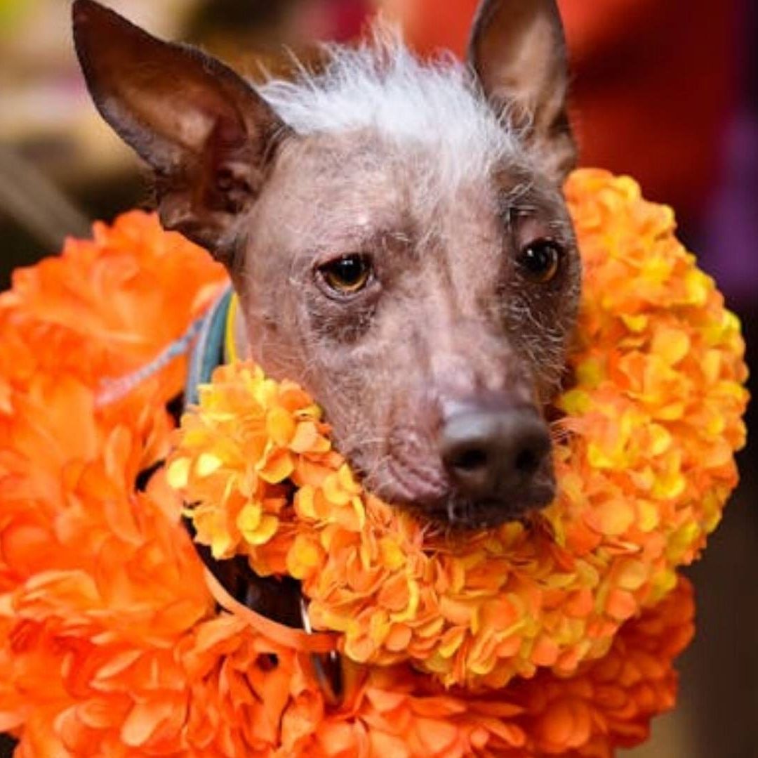 Exposición de Perros Xoloitzcuintles | Foto: Pexels