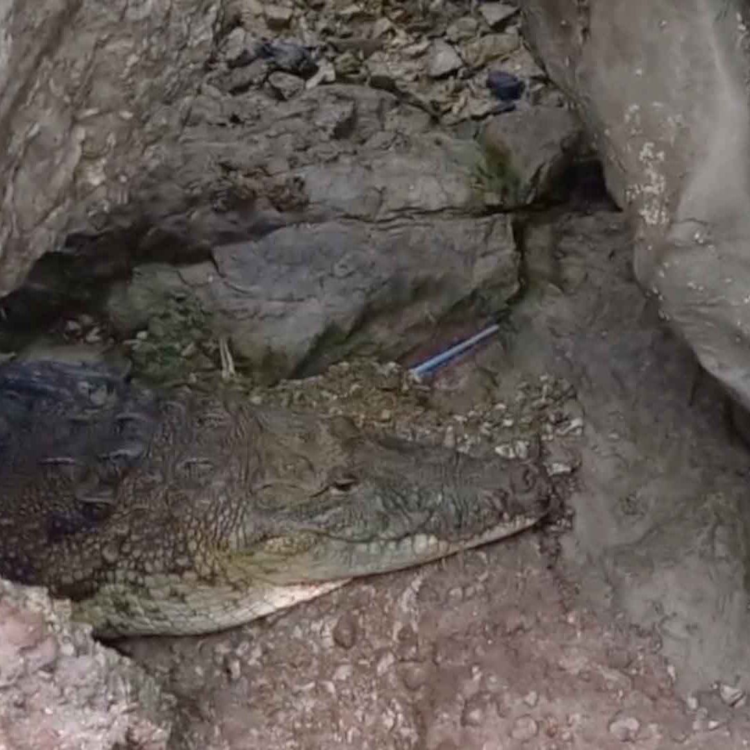 Capturan a Cocodrilo que Estaba Escondido en las Escolleras de Playa Miramar