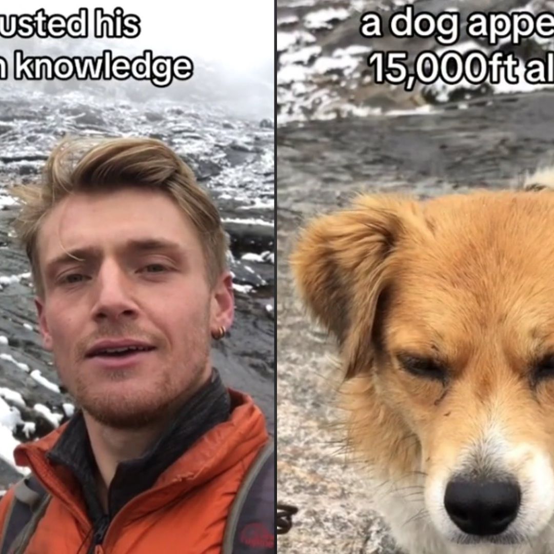Video | Amistad entre TikToker y Perro Callejero en los Andes Peruanos se Hace Viral