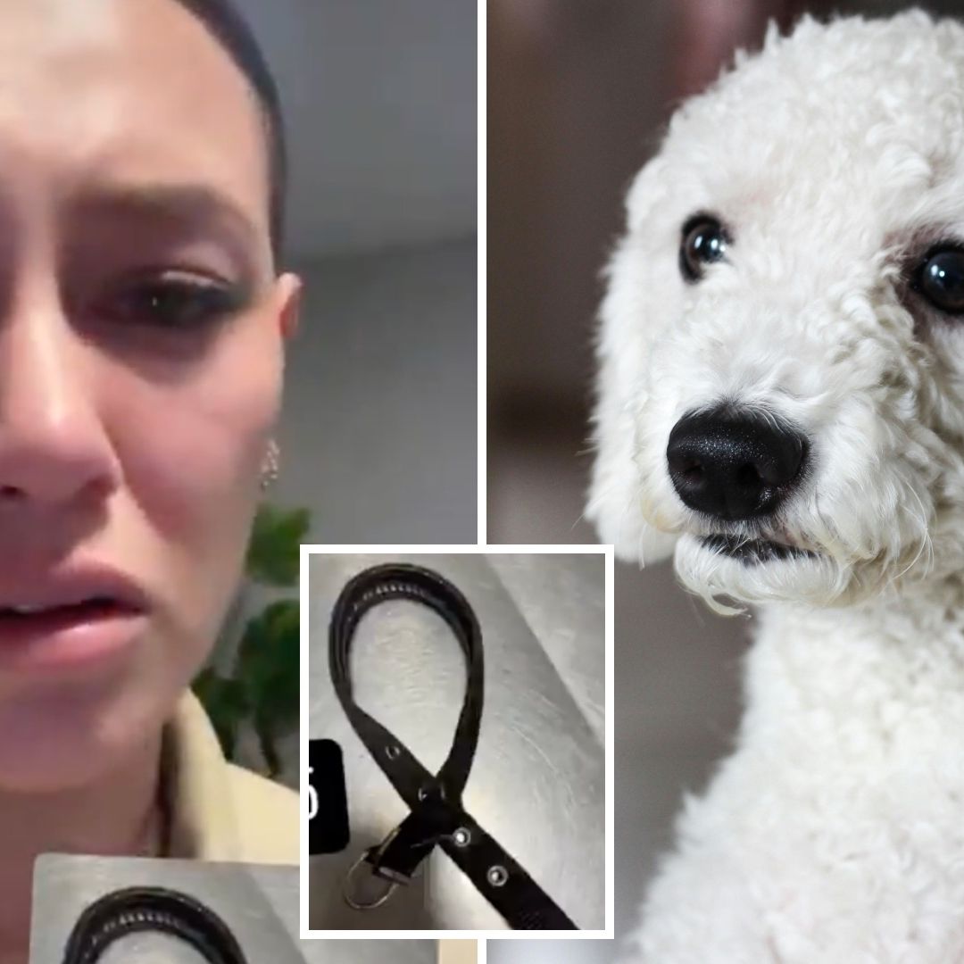 Dani Hoyos rescató a un perro french poodle atropellado en la Av. Las Torres de Puebla.