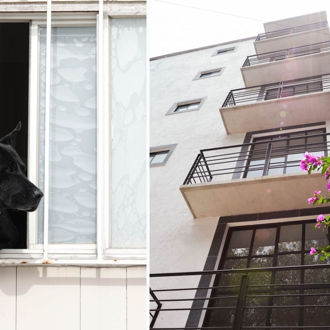 Prohíben Negar Renta de Inmuebles por Tener Niños o Mascotas en CDMX, ¿Cómo Aplicará la Ley?