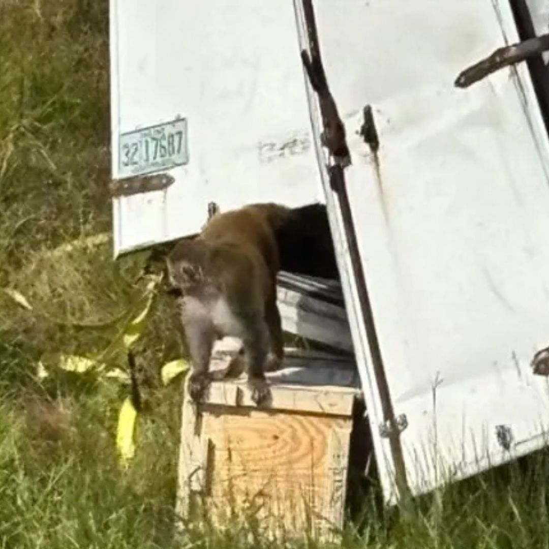 Mono Escapa, Luego de Accidente de Camión en Mississippi, Estados Unidos