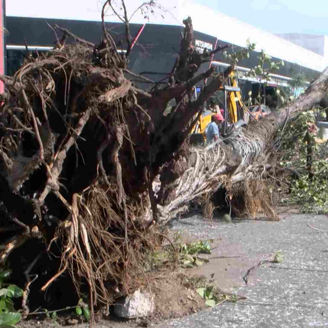 Afectaciones Rachas Viento de Norte por Frente Frío 11 en Veracruz Saldo Protección Civil
