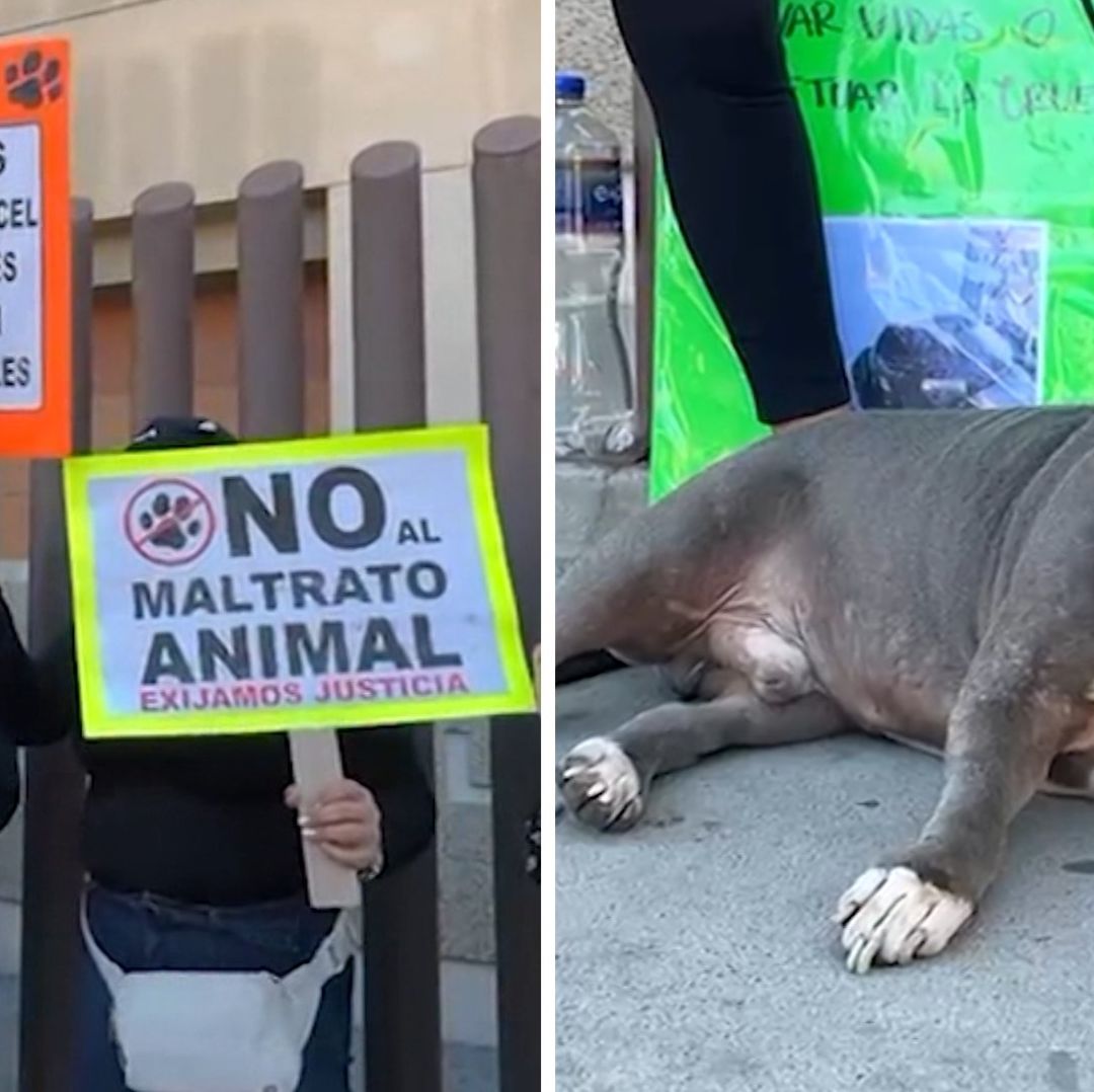 Activistas Protestan en Juzgados por Caso de Maltrato Animal en la Colonia Obrera, Tijuana