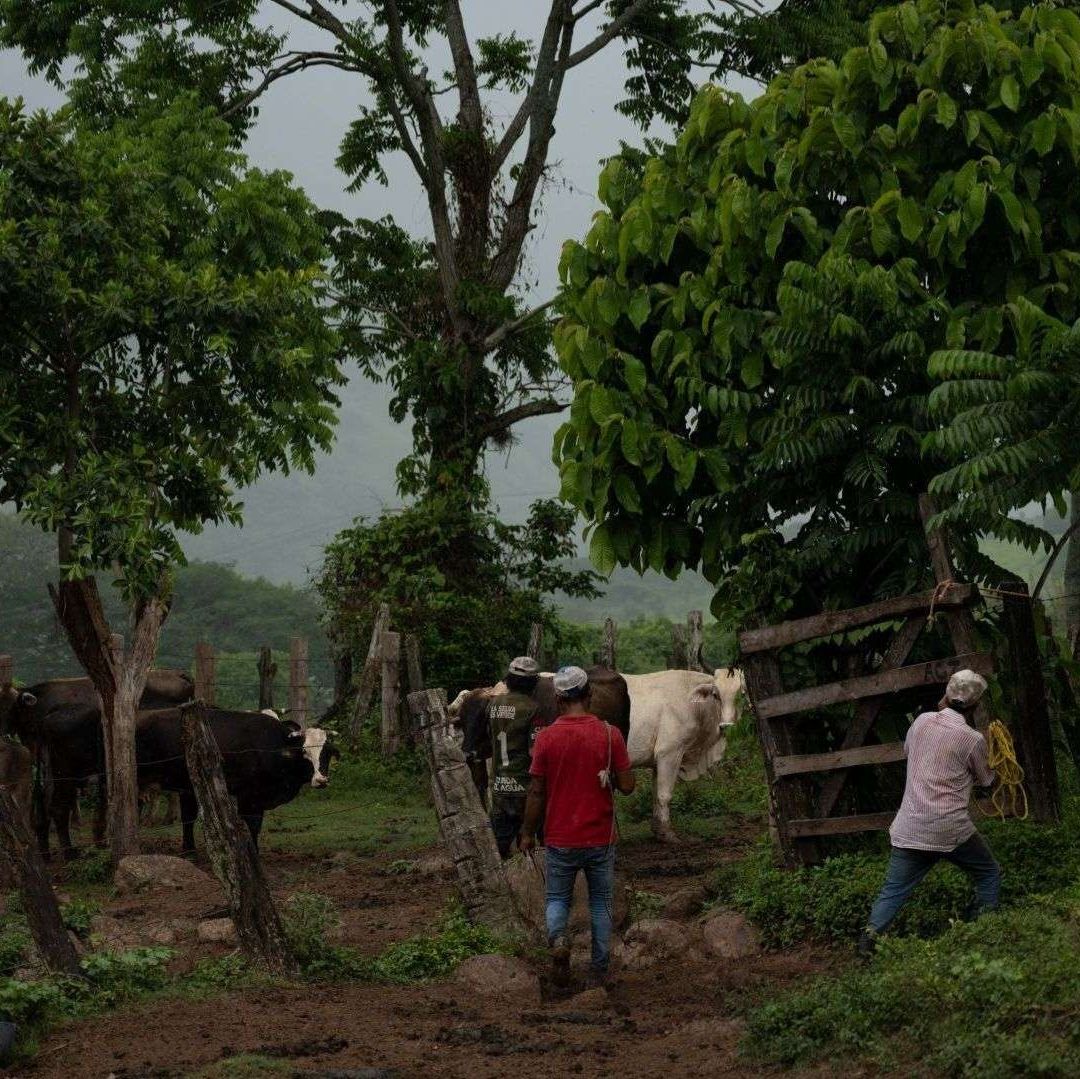 Hombres avanzando con su ganado en medio de árboles.