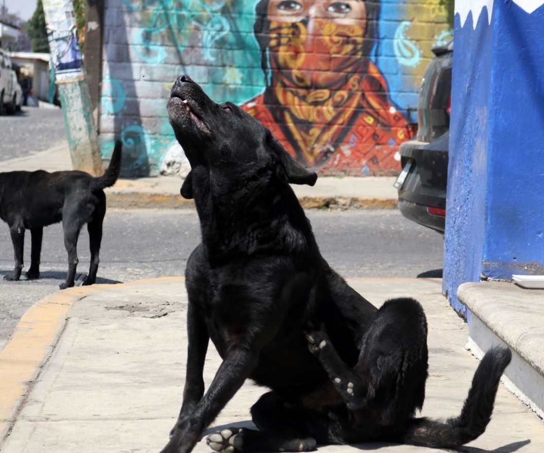 Envenenamiento de perros. Foto: Cuartoscuro