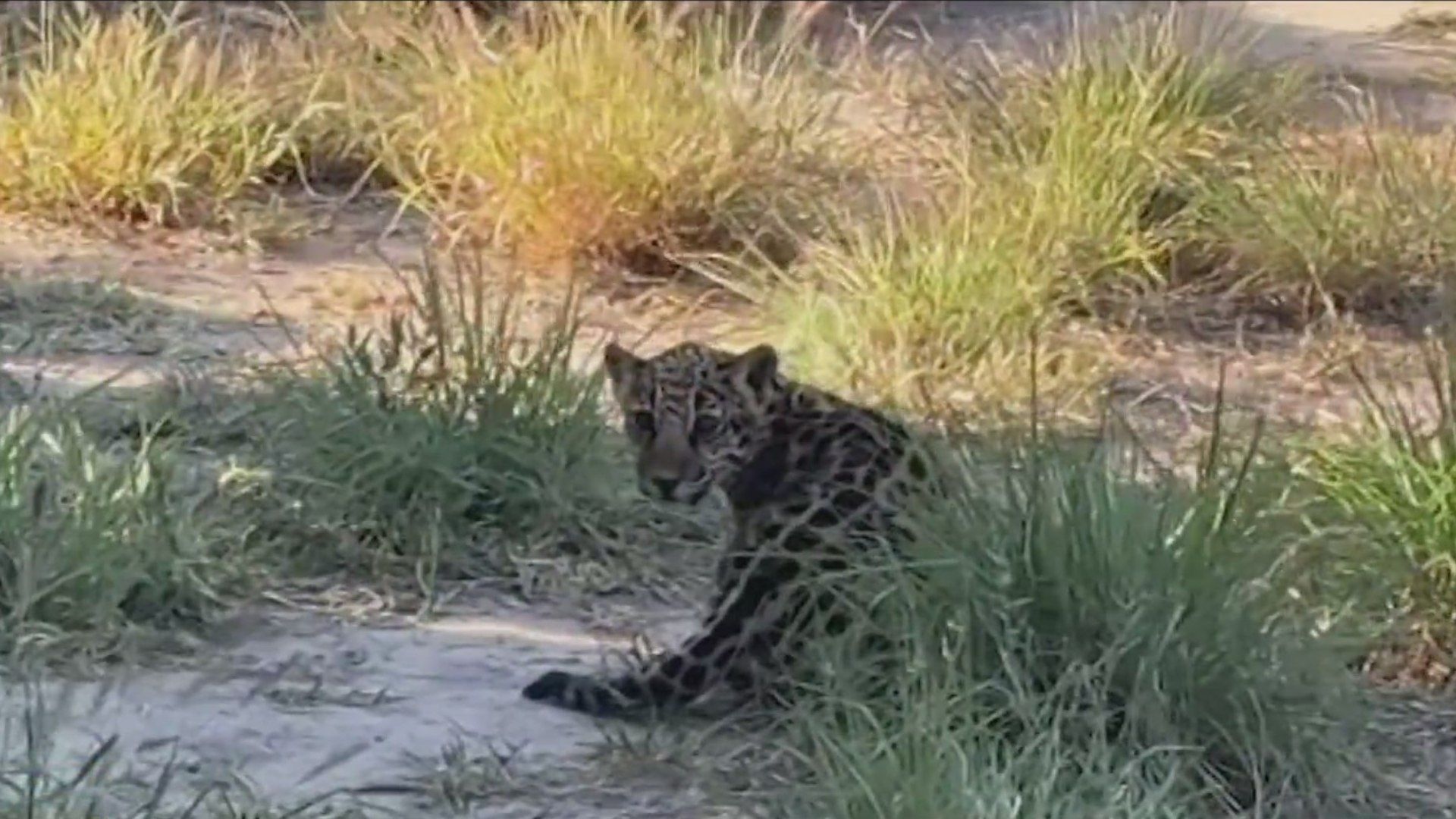 Nace Jaguar en Cautiverio en Oaxaca, Cría de Padres Rescatados de Vida Silvestre