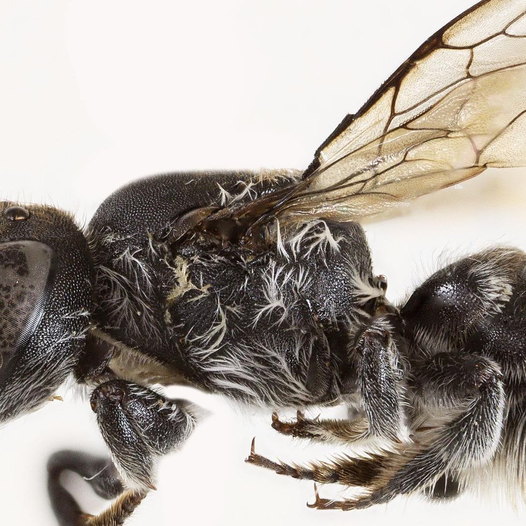 Descubren una Nueva Especie de Abeja Con "Cuernos Demoníacos"; la llaman "Megachile Lucifer".