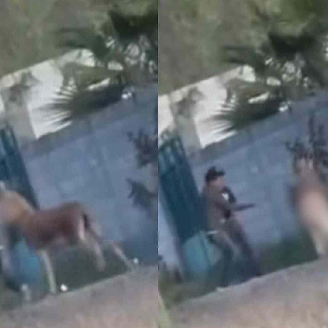 Difunden Video de Maltrato Animal en Cadereyta