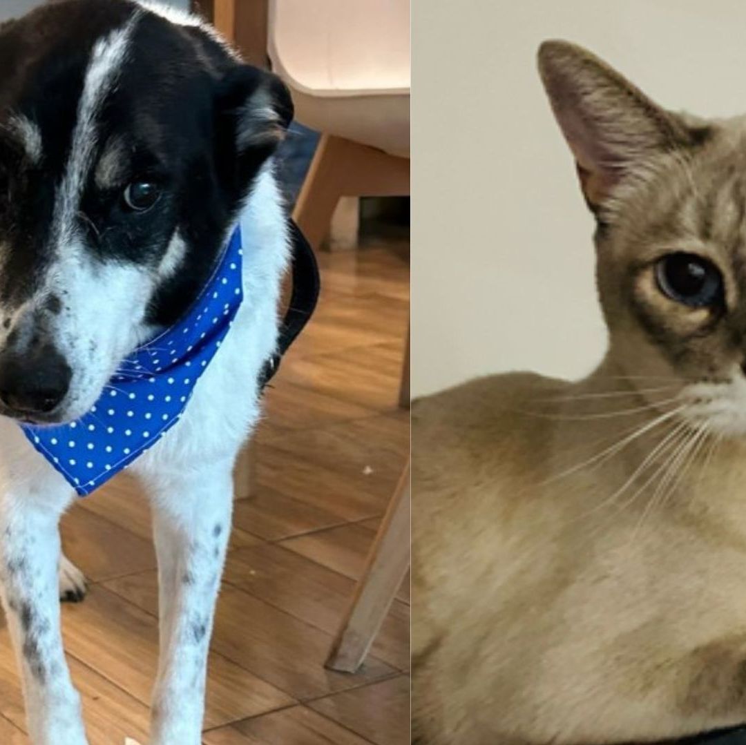 Un perro y un gato.