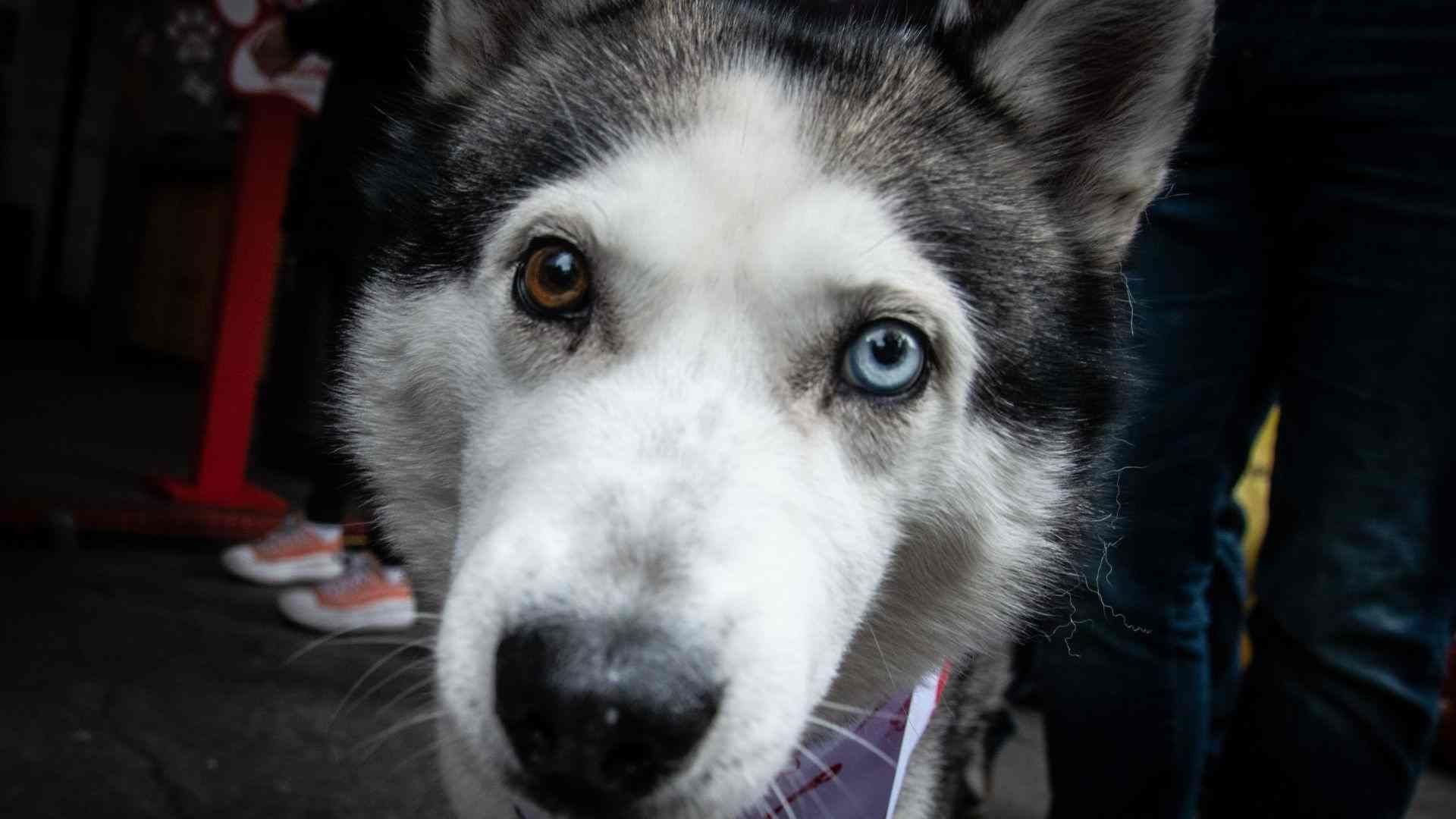 Así puedes realizar el registro de tu mascota en el RUAC de la CDMX