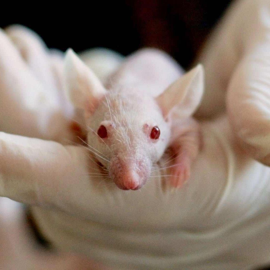 Científicos alargaron la vida de ratas con terapia genética