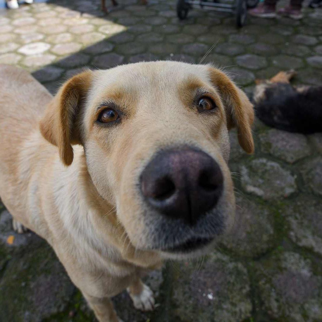 Pasear a tu perro sin correa en la CDMX es sancionado con una multa