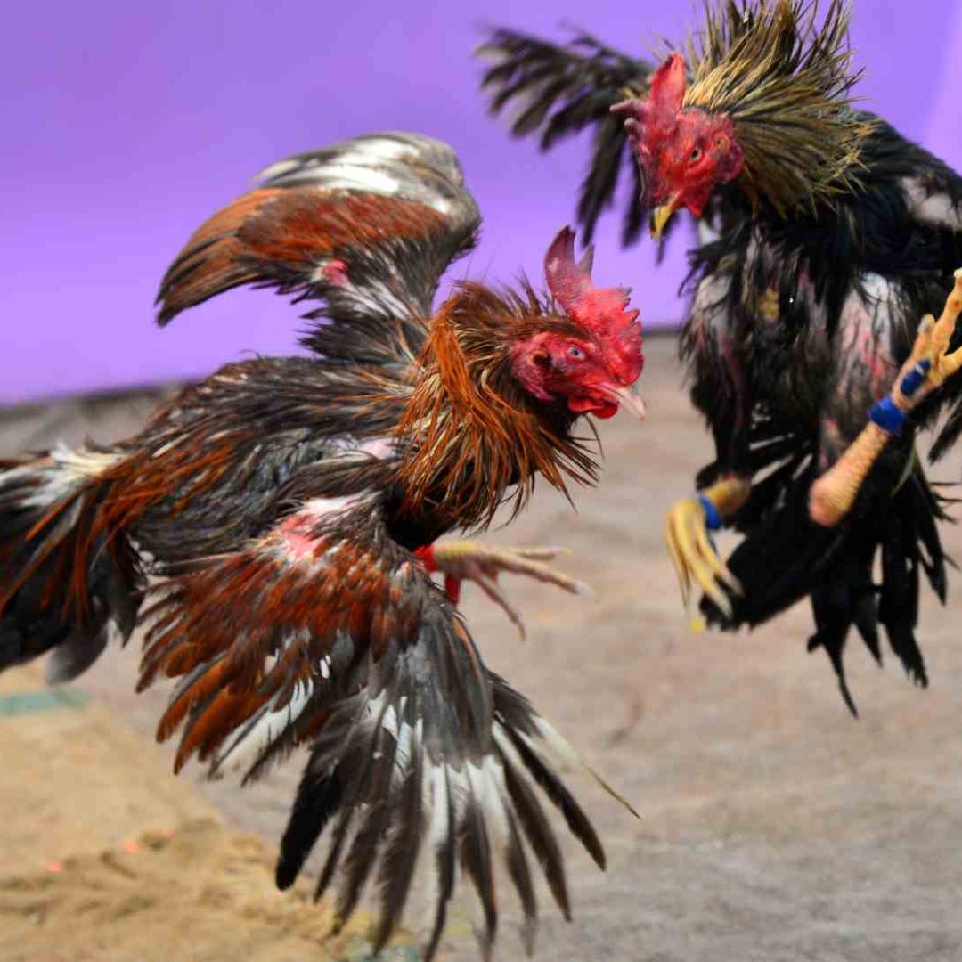 Suspenden Peleas de Gallos en Feria 2025 de Querétaro