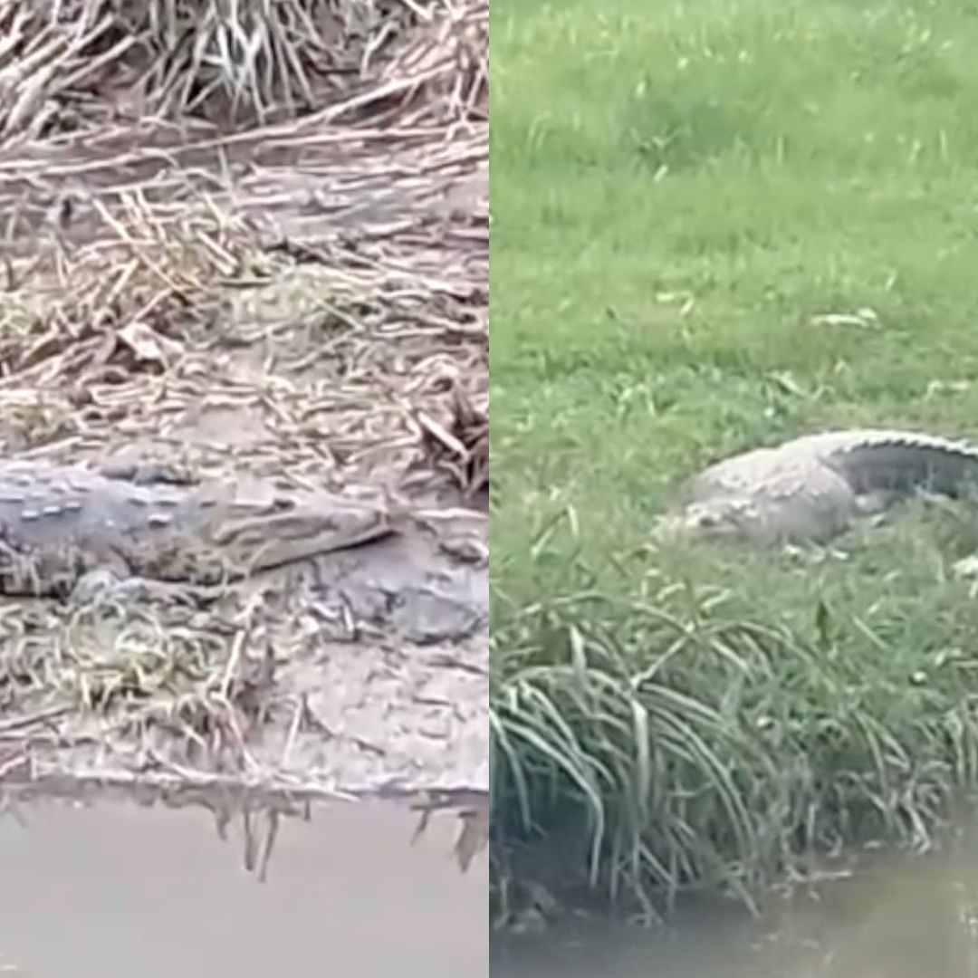 Avistamiento Cocodrilos Coatzacoalcos Minatitlán Se comen Perros y Gatos Sur de Veracruz