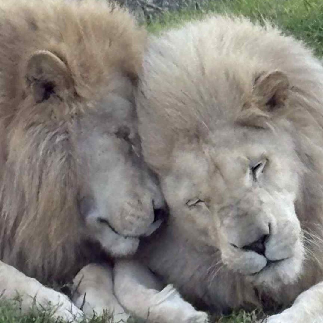 Sacrifican a Dos leones en Zoológico en Nueva Zelanda que Cerró por Dificultades Financieras.