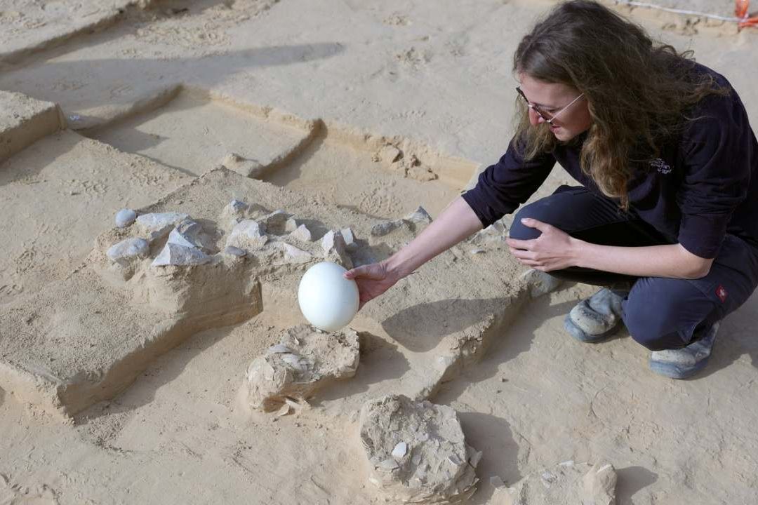 Arqueólogos de Israel encontraron ocho huevos de avestruz de hace más de 4,000 años