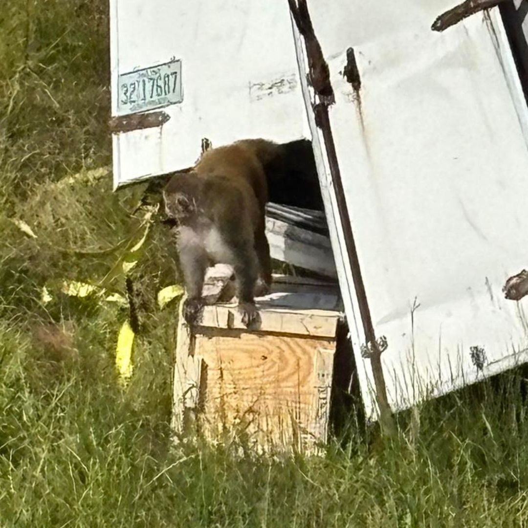 Matan a Dos de los Tres Monos Fugados Tras Volcadura de Camión en Mississippi, EUA