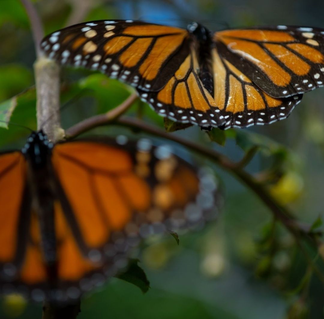 Migración de la Mariposa Monarca 2025: Cuándo Llegan a México y Fechas de la Temporada