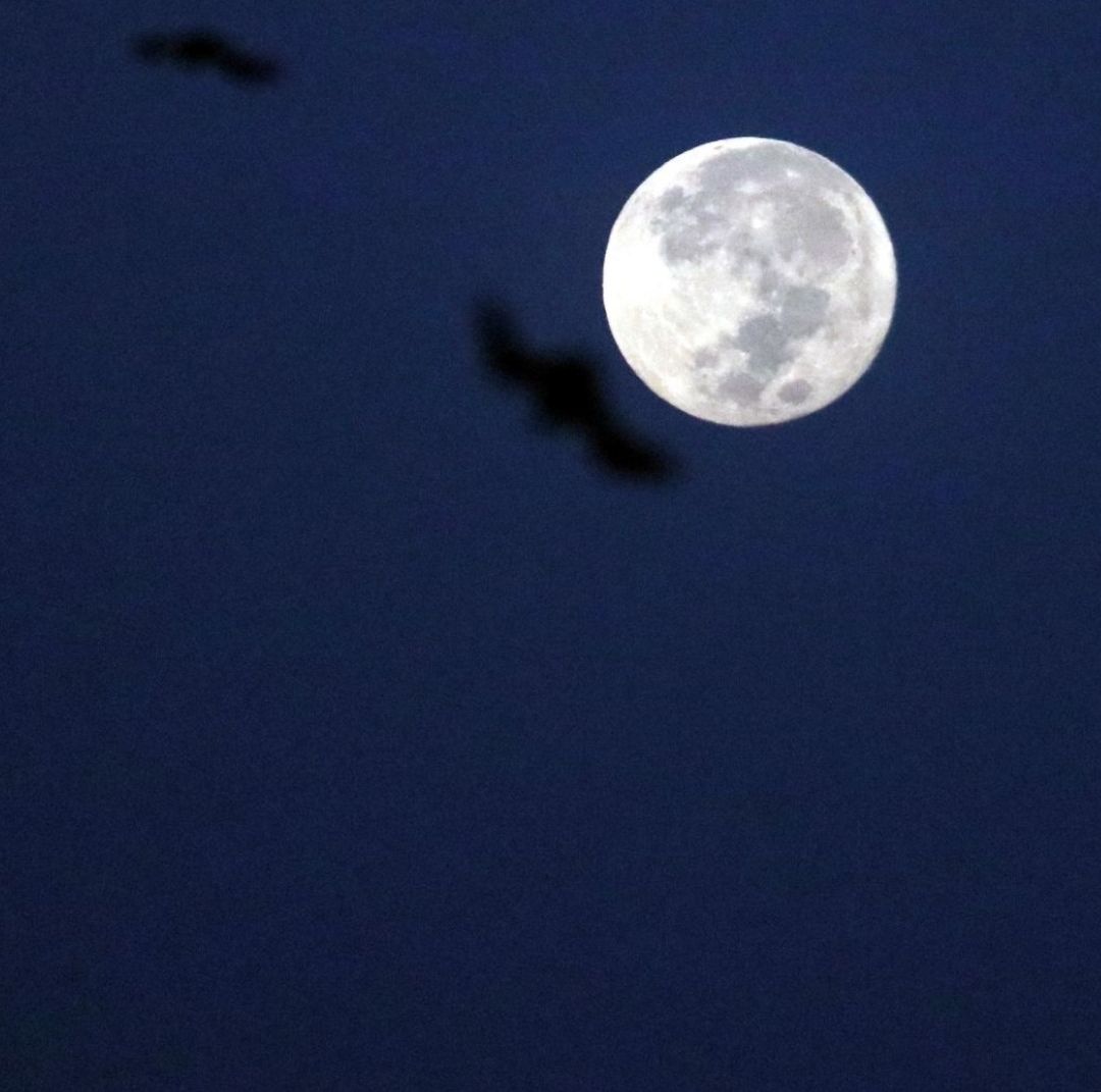 ¿A Qué Hora Es el Punto Máximo para Ver la Superluna o Luna Llena de Noviembre 2025 en México?