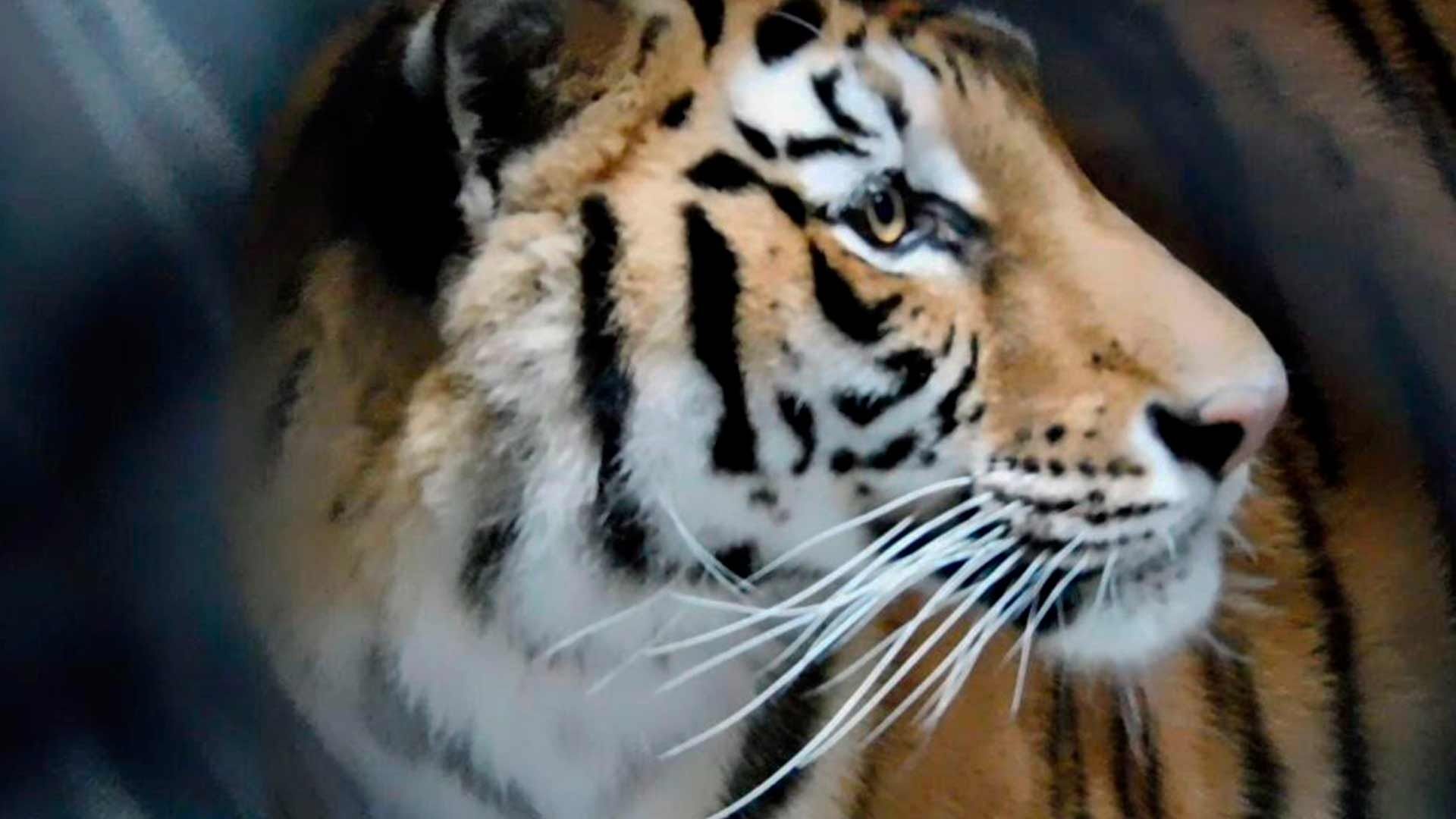 Tras la clausura del Black Jaguar White Tiger, autoridades ambientalistas siguen trabajando en recuperar la salud de los felinos