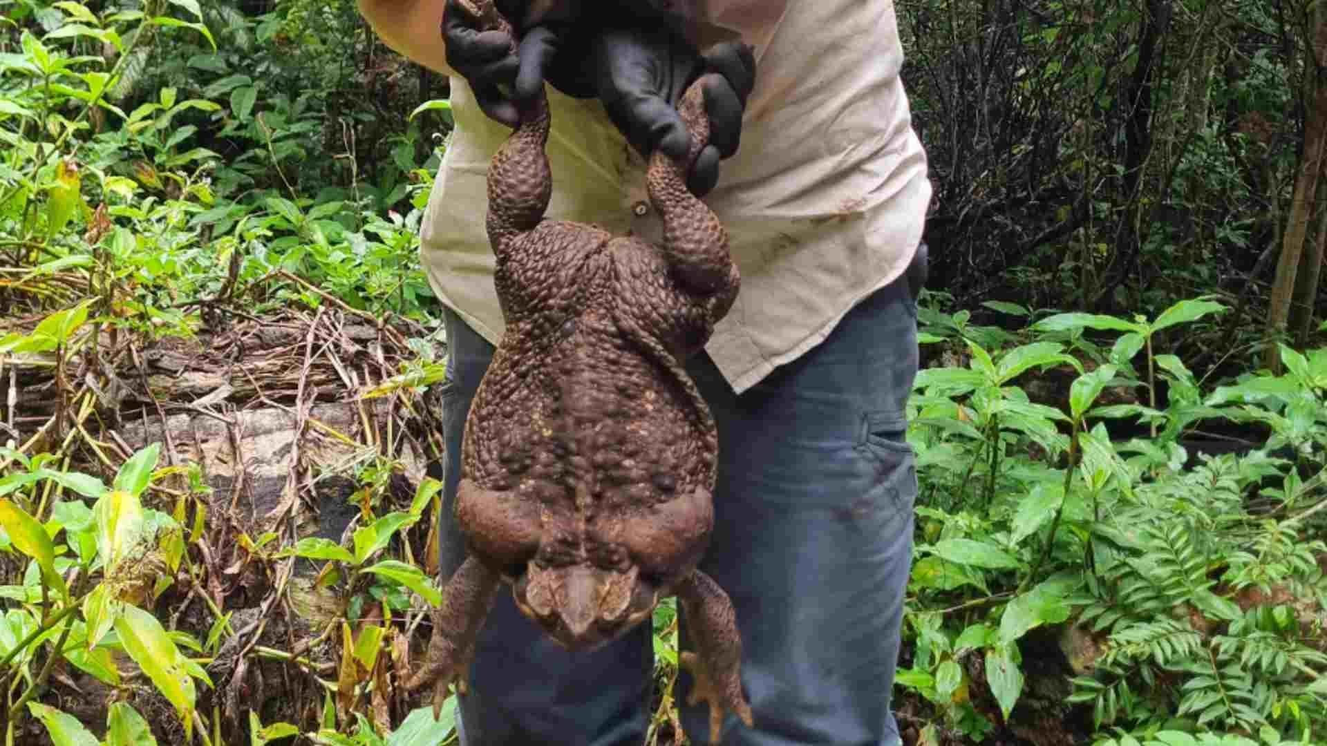 Toadzilla, el monstruoso sapo encontrado en Australia