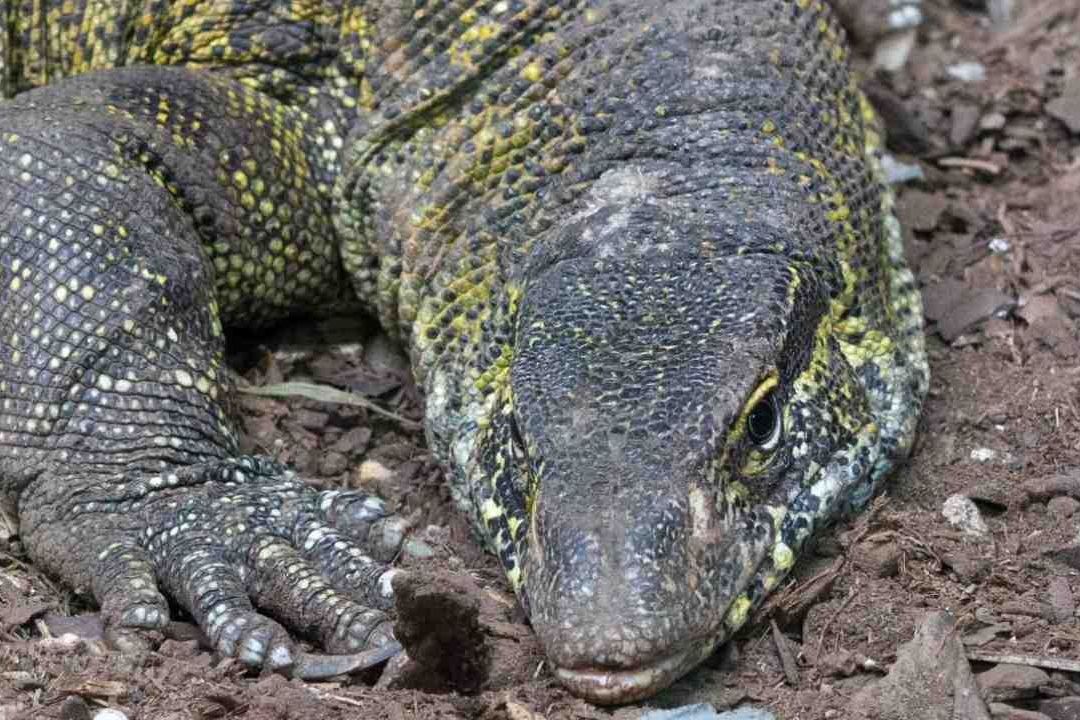 Varano del Nilo rescatado en los canales de Xochimilco ahora vive en el zoológico de chapultepec