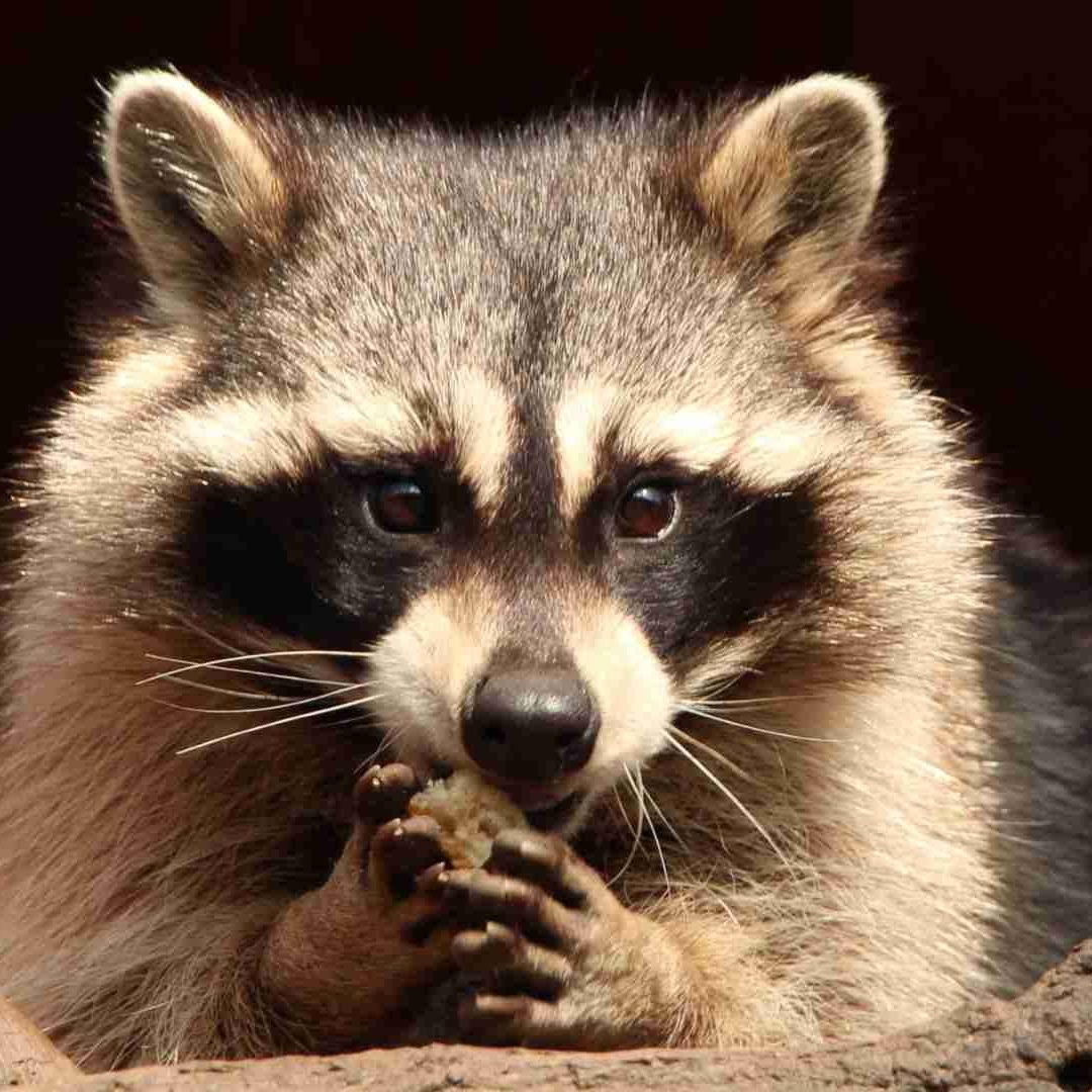 Los mapaches cayeron sorpresivamente durante la sesión de regidores