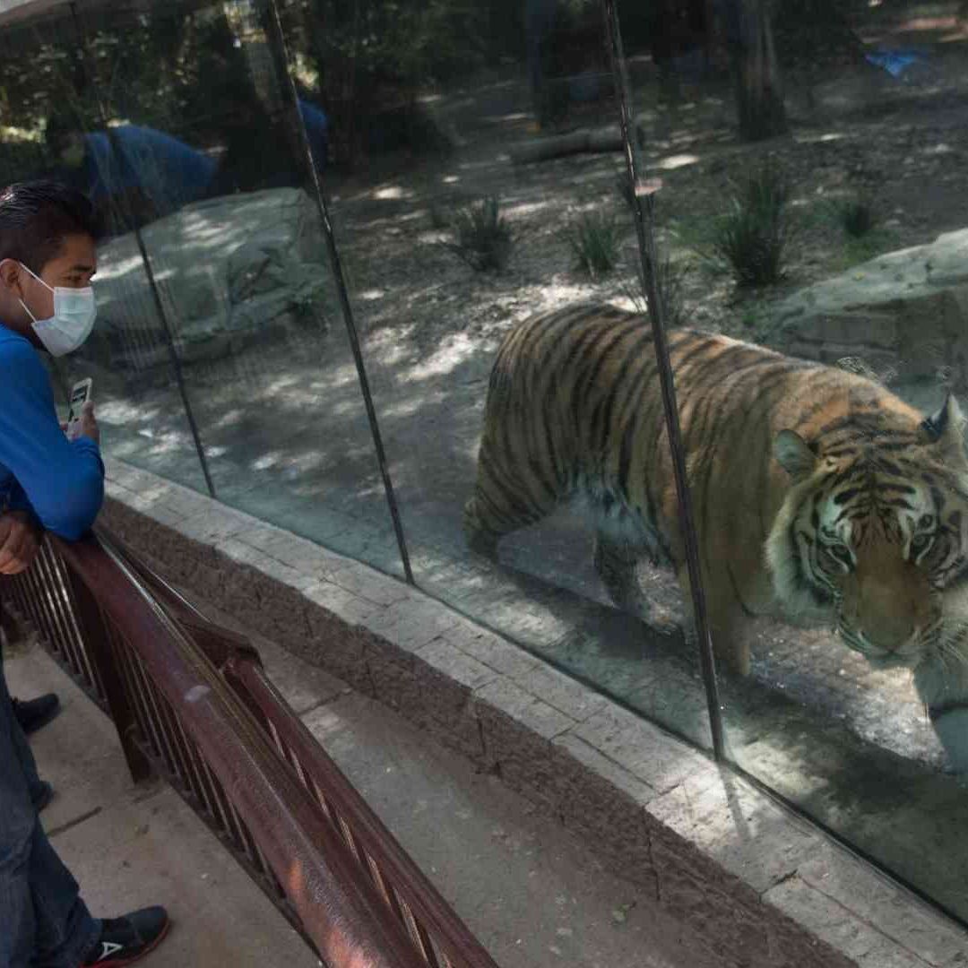 El Zoológico de Chapultepec tendrá nuevas áreas
