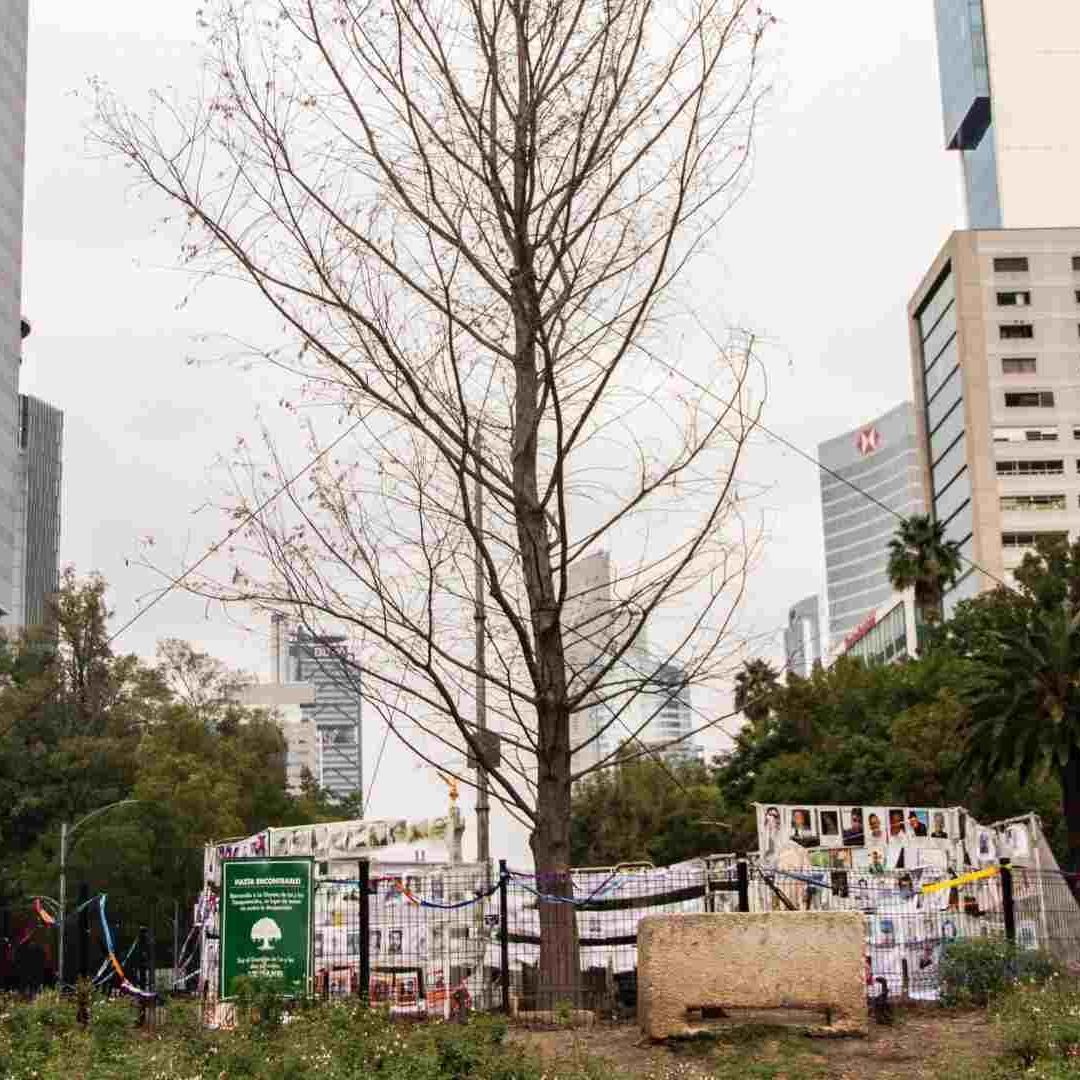 Autoridades capitalinas alistan el cambio del ahuehuete de Reforma