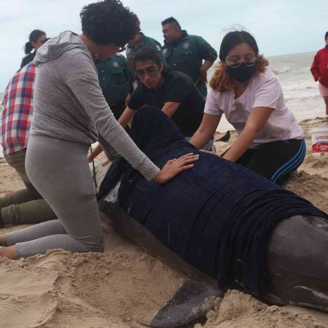 Delfín varado en playa de Puerto Progreso, Yucatán