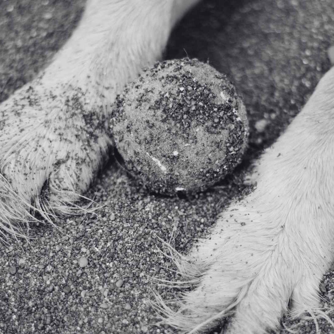 Investigan Muerte de Perro Tras Agresión en Ciudad Juárez; Hay Detenido un Hombre