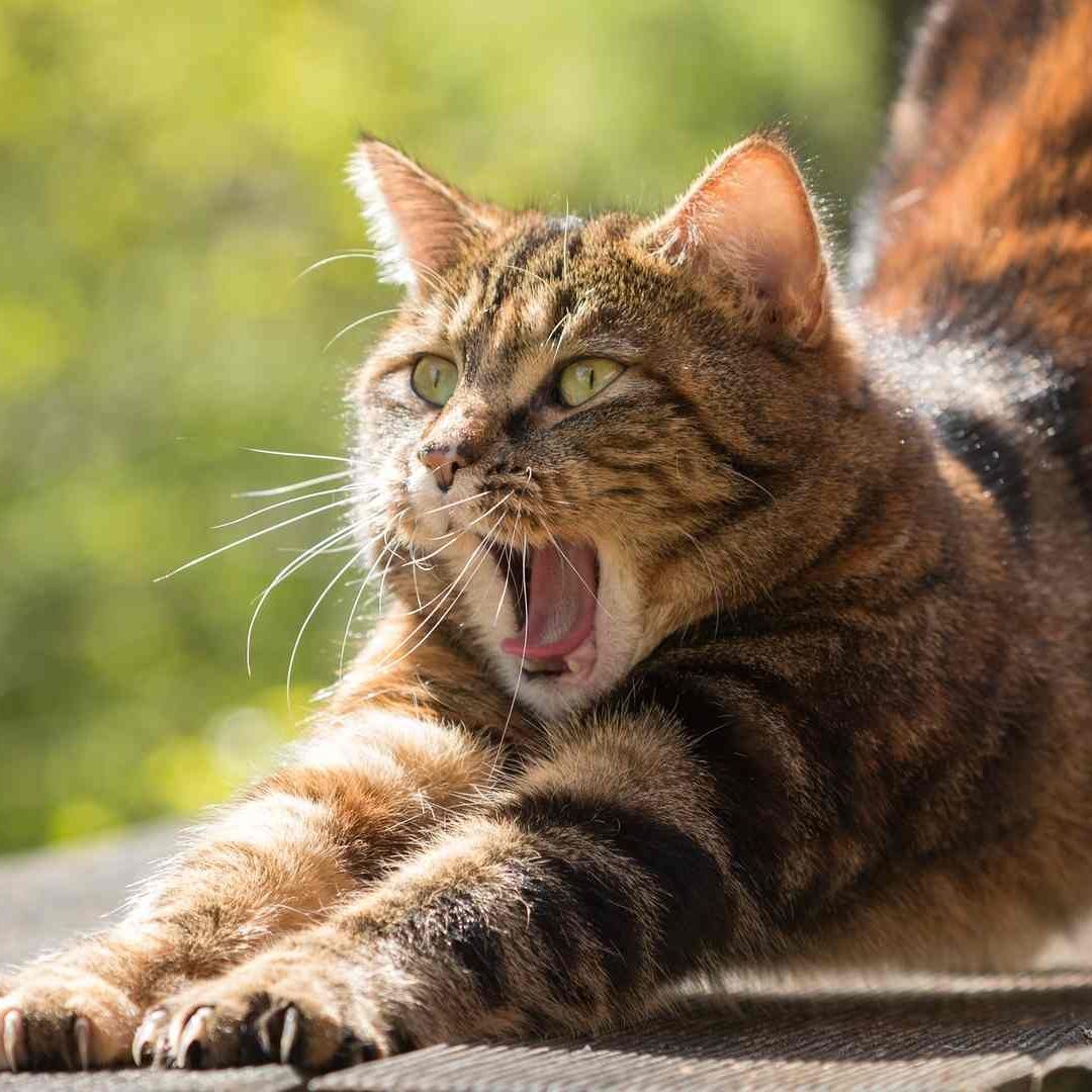 Científivos estudian comportamiento de los gatos