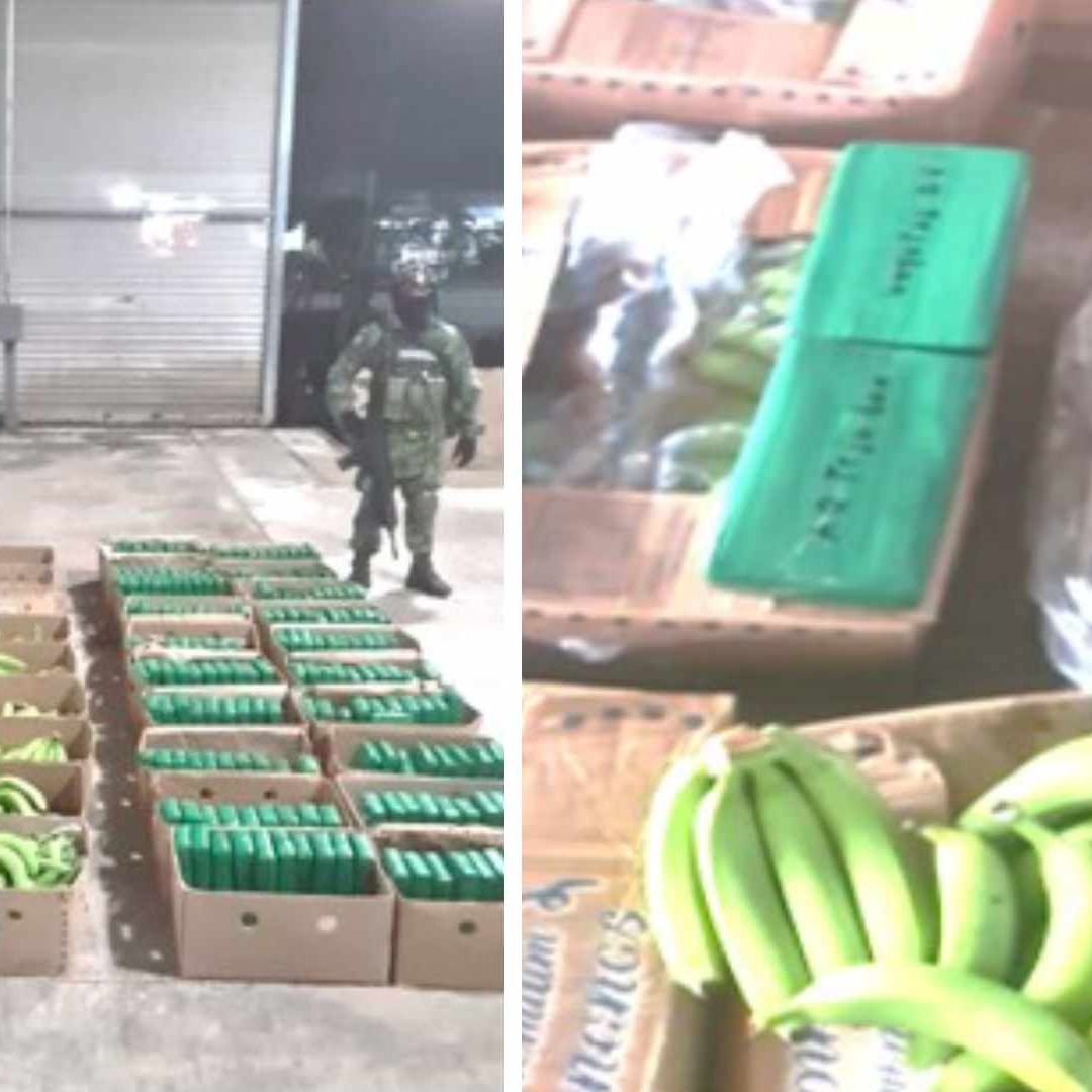 Decomisan droga que estaba oculta en cajas para tramsportar plátanos