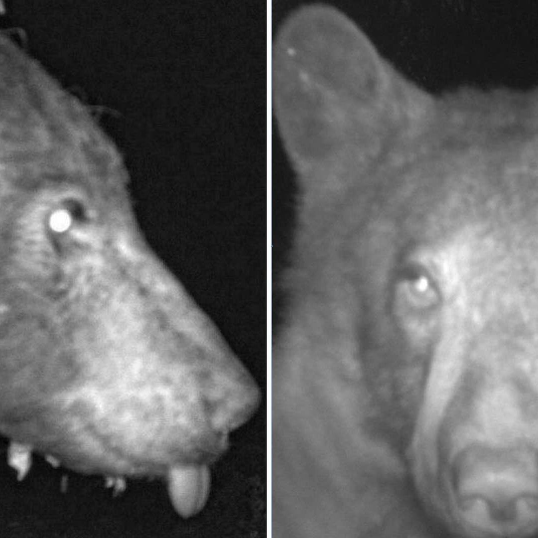 Oso posa para la cámara en un bosque de Colorado
