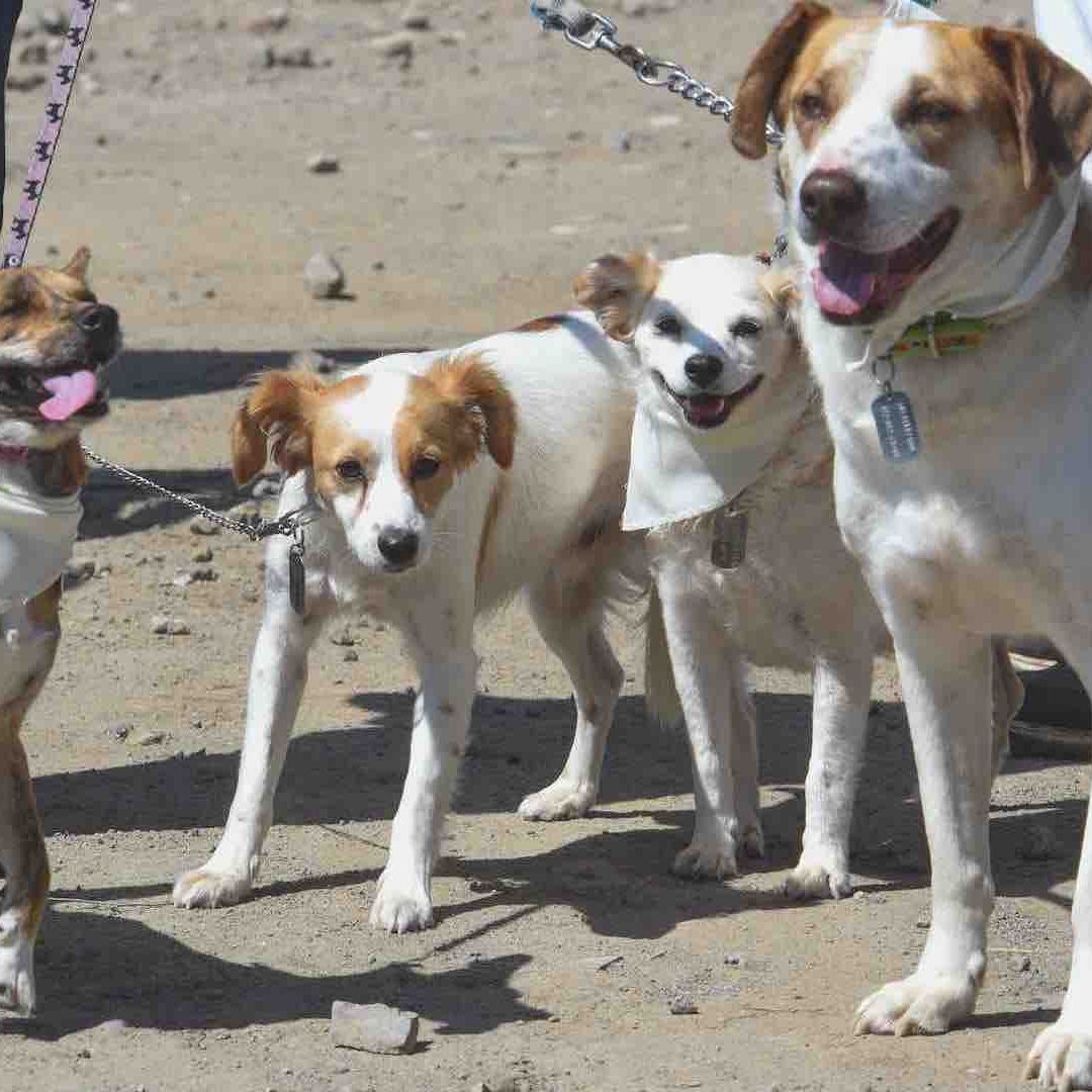 Esta es la multa por patear un perro en 2023, en CDMX.