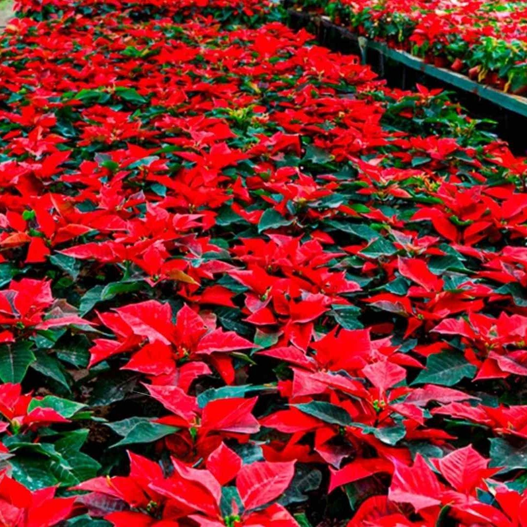 Flor de Nochebuena