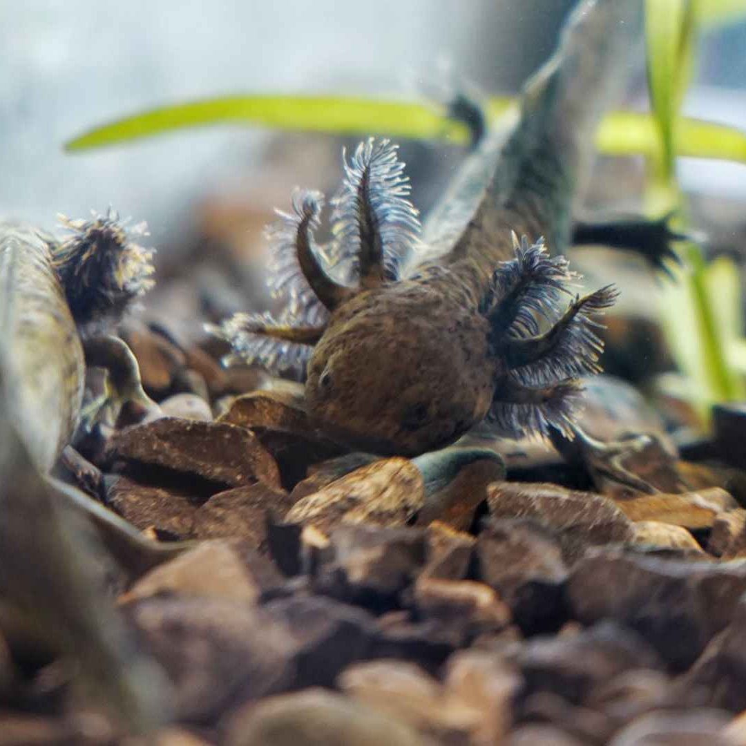 Anfibium: Así es el Museo del Ajolote en el Zoológico de Chapultepec