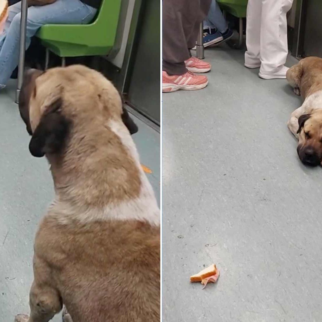 Perro es captado en la línea verde del Metro de CDMX