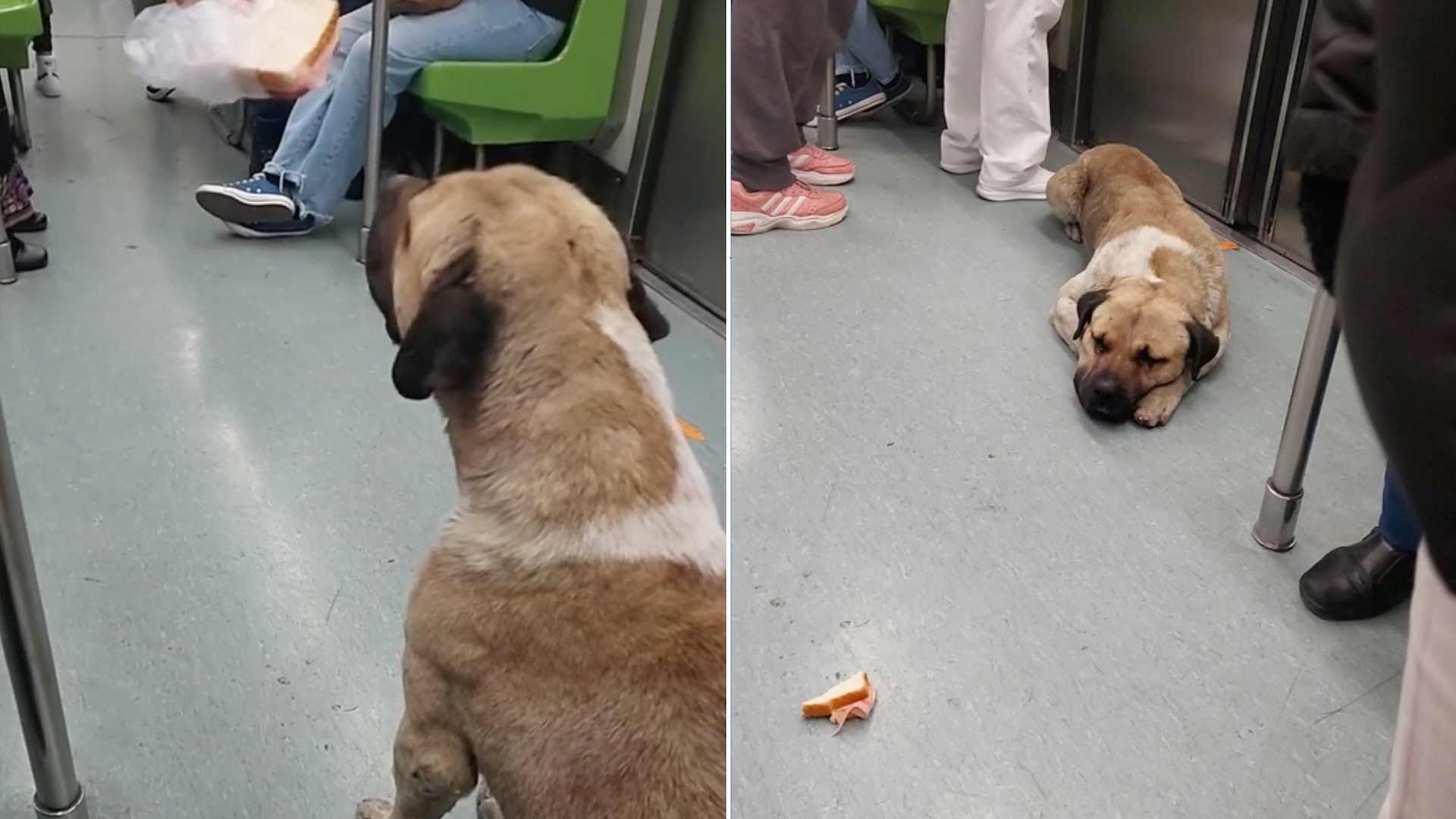 Perro es captado en la línea verde del Metro de CDMX