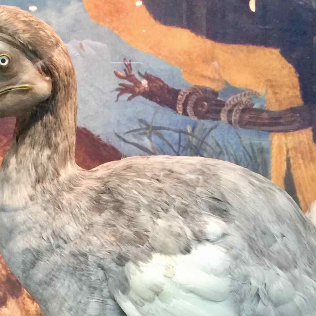 Ejemplar de taxidermia de un pájaro dodo