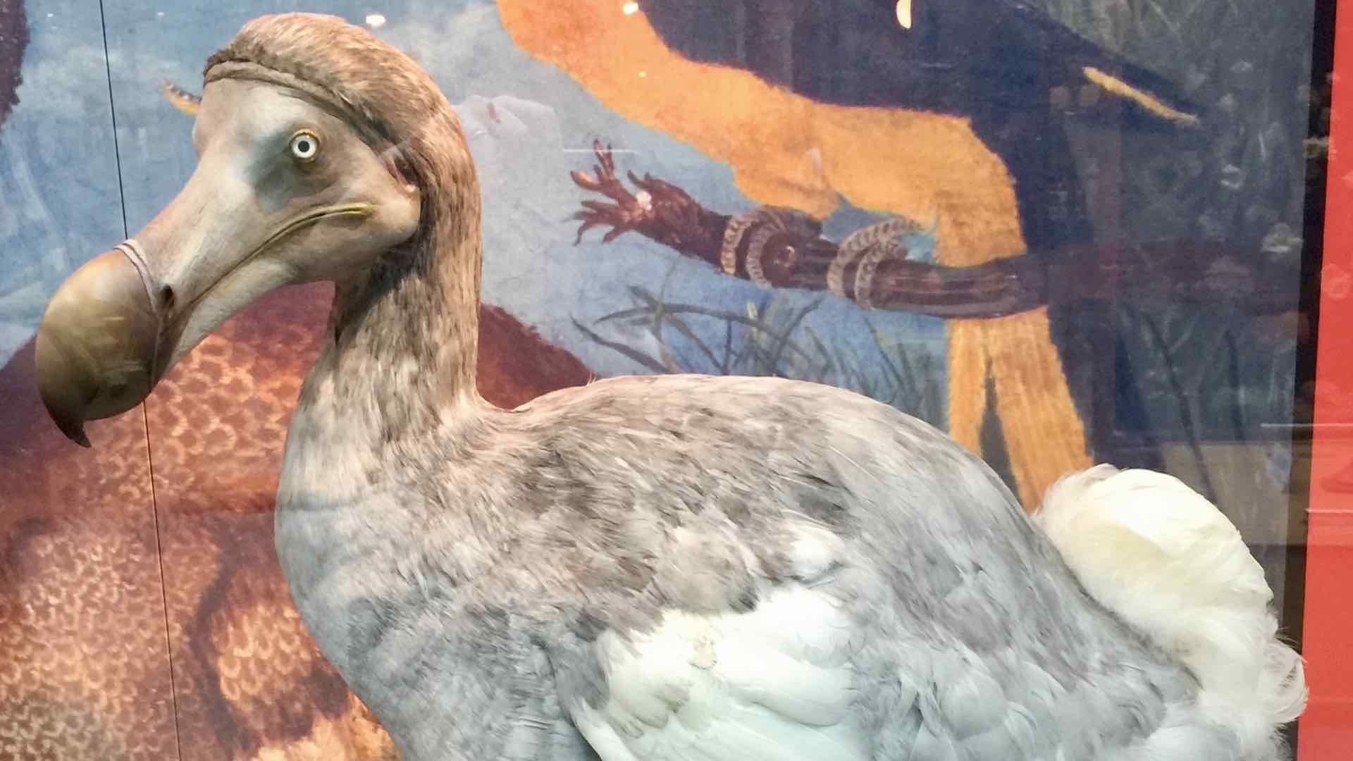 Ejemplar de taxidermia de un pájaro dodo