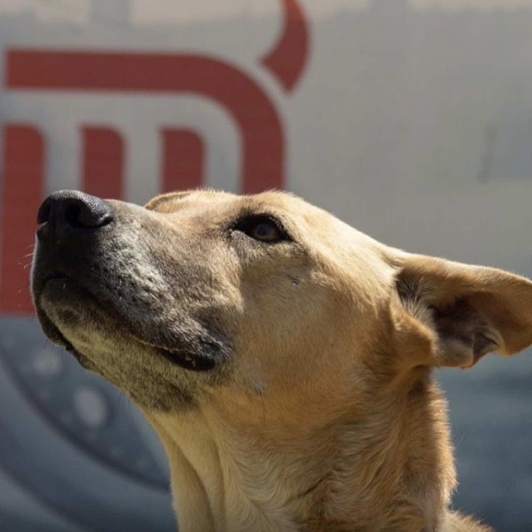 En el Metro de la CDMX no se puede viajar con animales de compañía