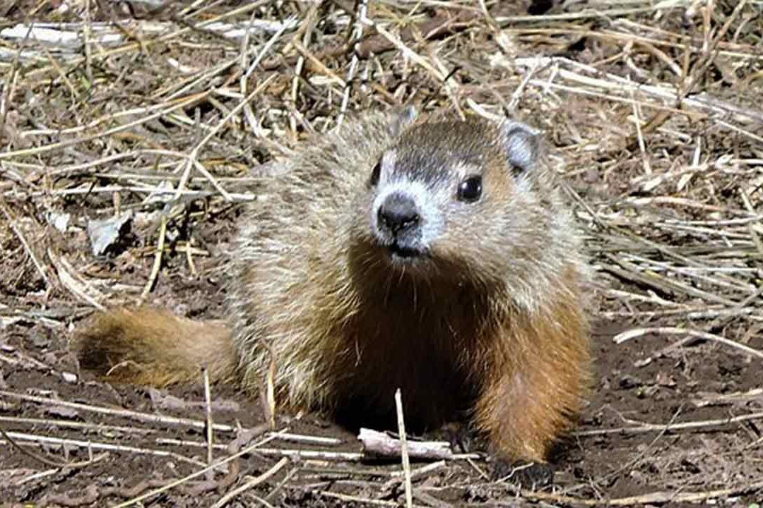 "Fred, la marmota" no pudo cumplir con su misión al morir de forma inesperada antes de que pudiera hacer su predicción