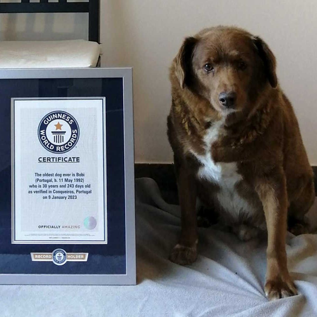 Bobi, un perro de raza mastín del Alentejo, fue reconocido con el Récord Guinness como el perro más viejo del mundo