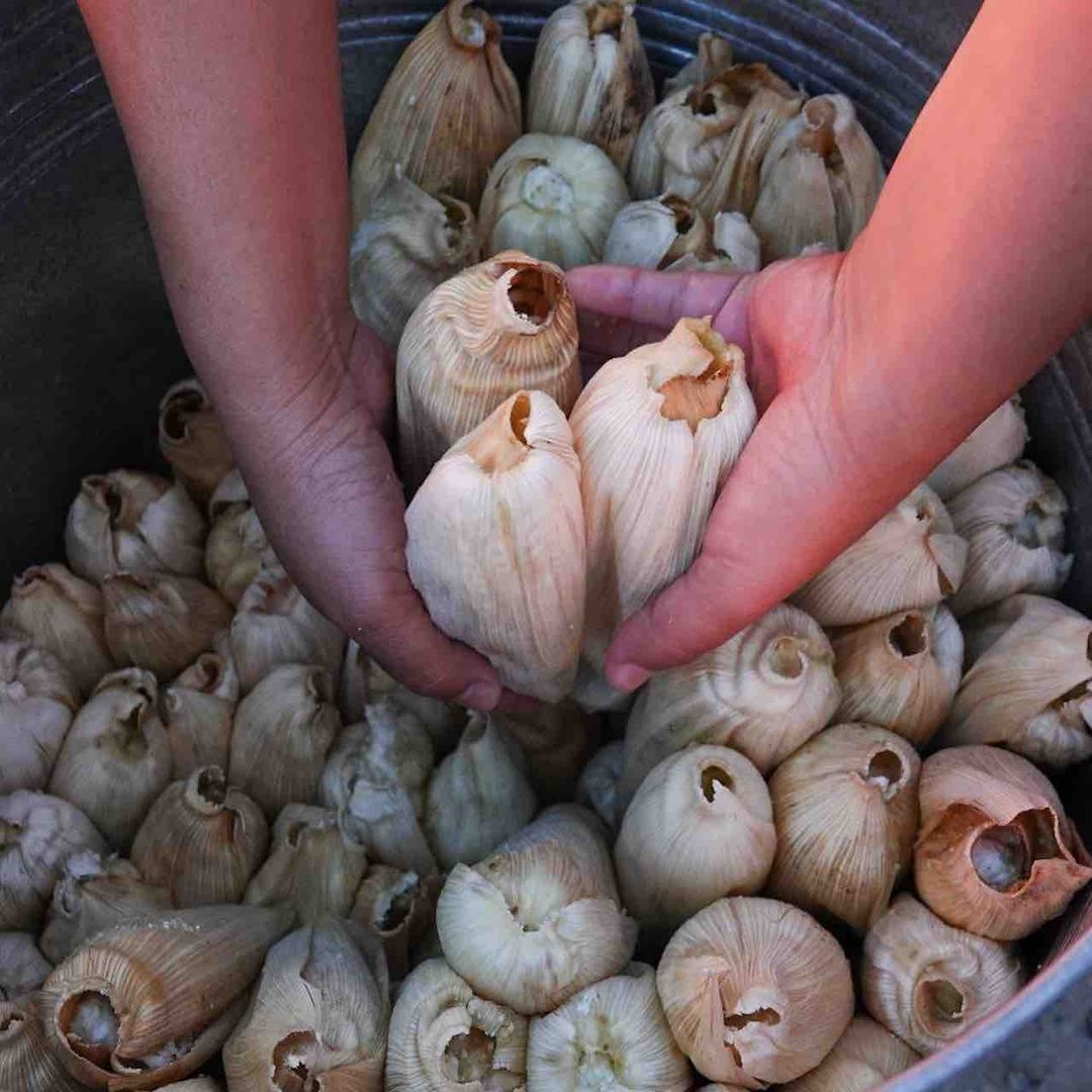 Así se preparan los tamales de chipilín en distintas regiones de México