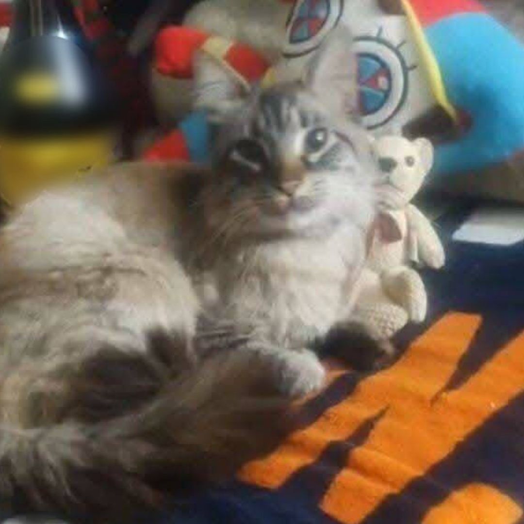 Gato Zafiro Recuperado Localizado Michi Cobrador Ruta JBS Los Morados Puebla