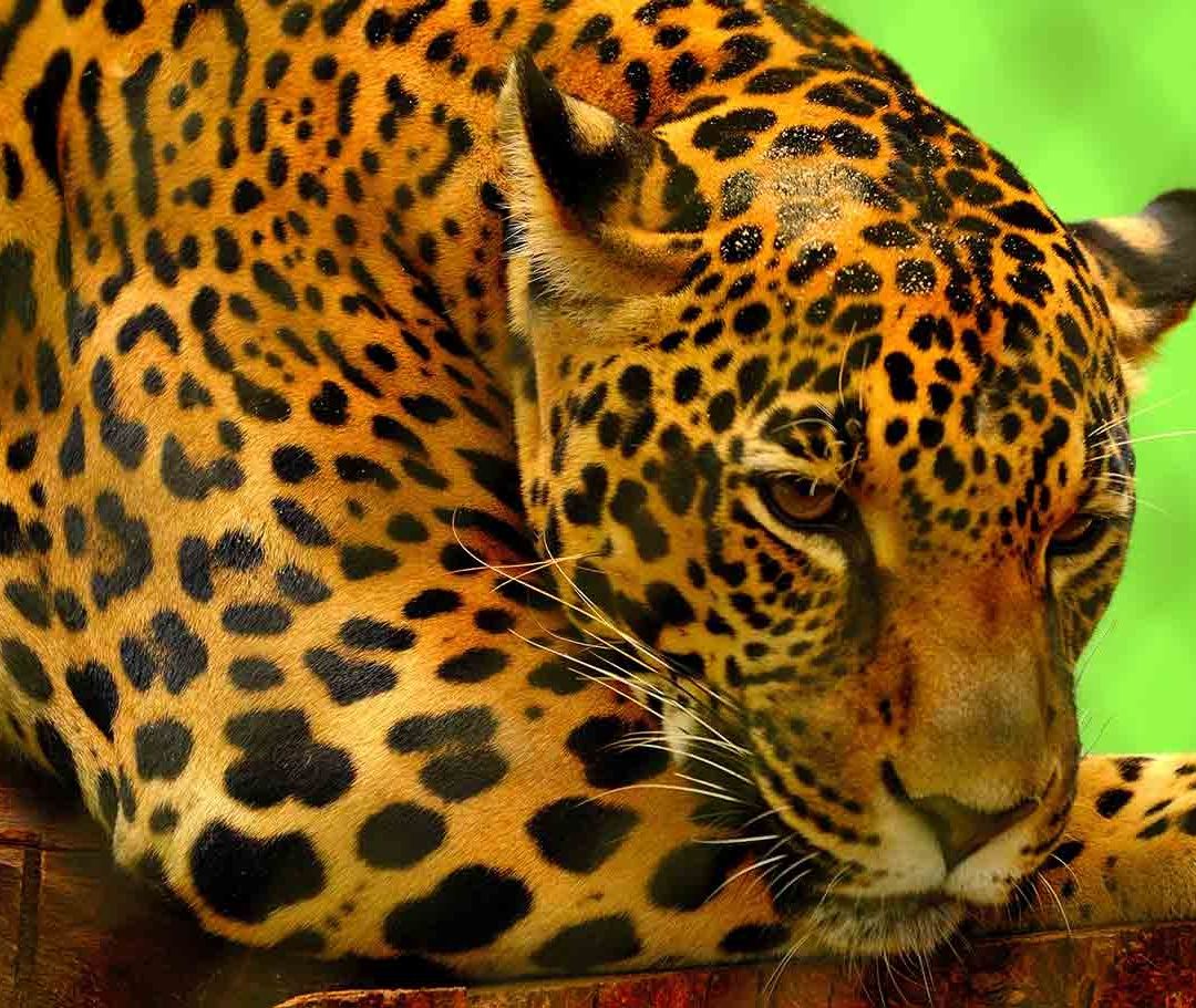Jaguar descansa sobre un tronco