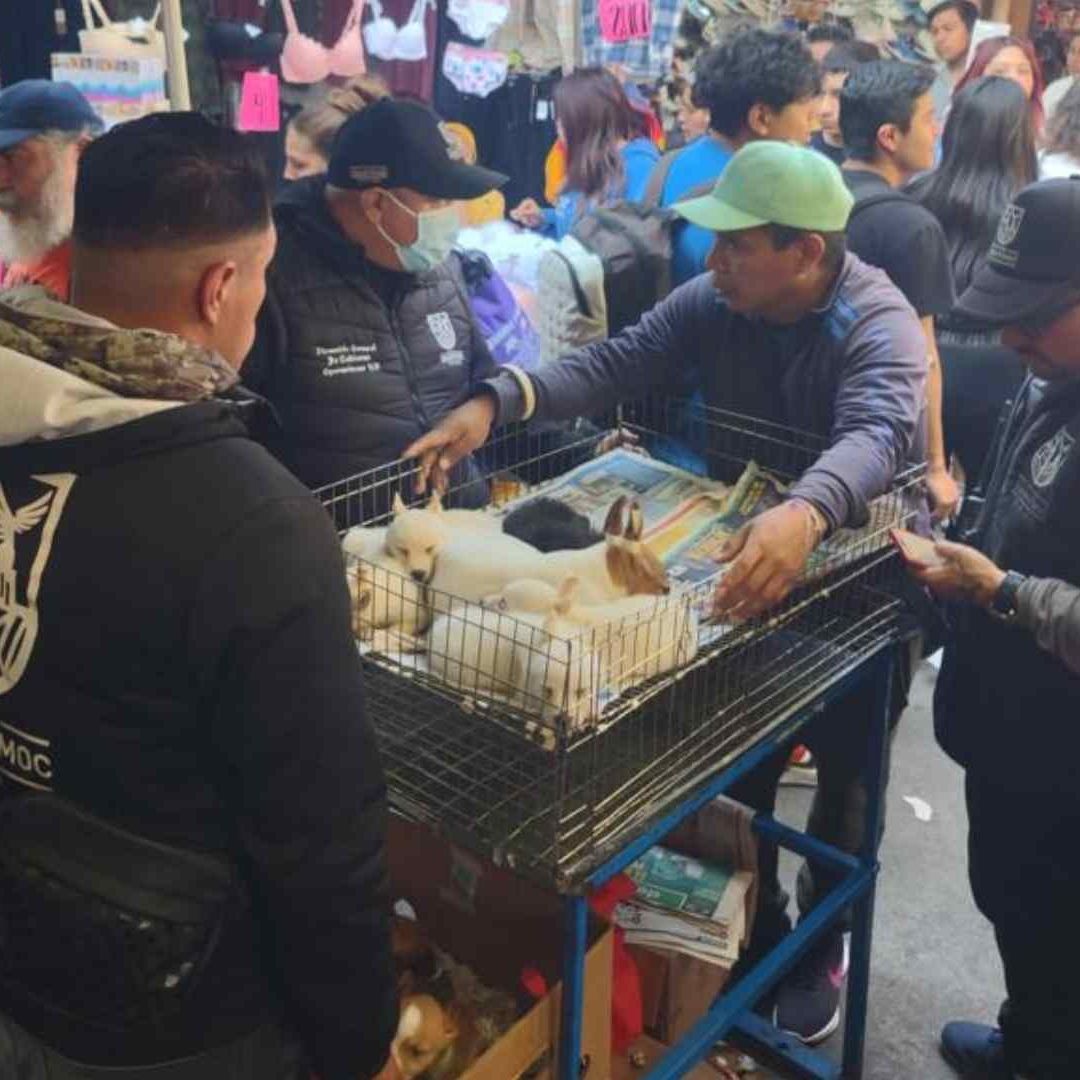 Operativo en Tepito Contra Venta de Animales de Compañía