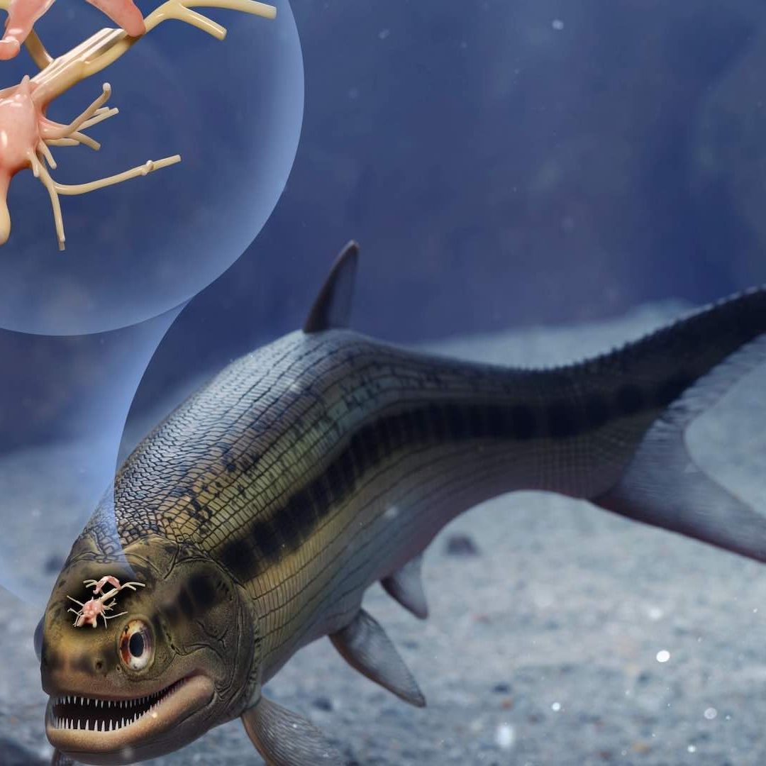 Imagen artística de pez fósil que vivió hace 319 millones de años